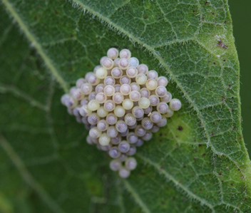 Tawny Emperor eggs